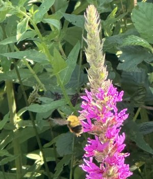 IMG_5216.jpeg