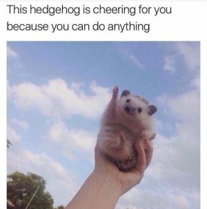 animal6.jpg