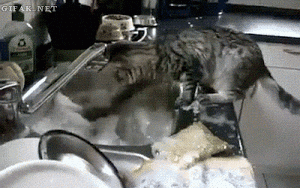 gip catwash.gif
