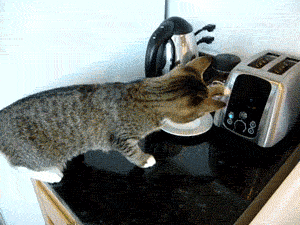 funny-toaster-kitchen-gif-2-402094179.gif