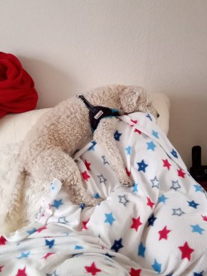 Rasleep.jpg