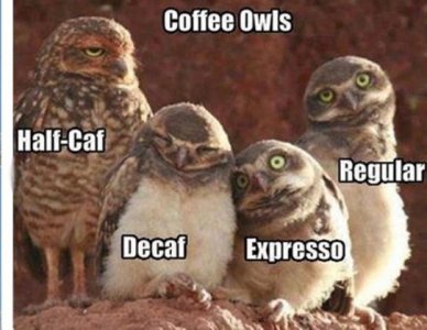 all-with-coffee-associations-half-caf-decaf-espresso-regular-thumbnail-left-owl-mid-flight-oh-...jpg