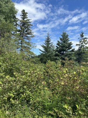 IMG_5322.jpeg