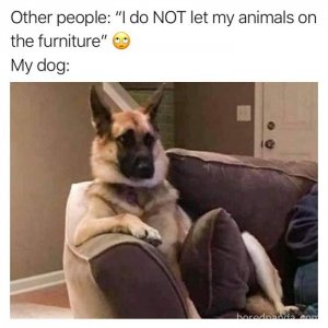 animal3.jpg