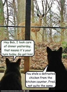 animal1.jpg