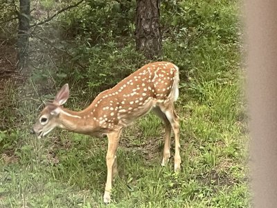 fawn.jpg
