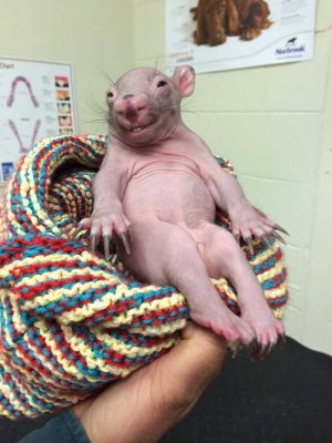 funny-animals-184-13.jpg