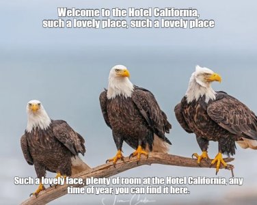 eagles.jpg