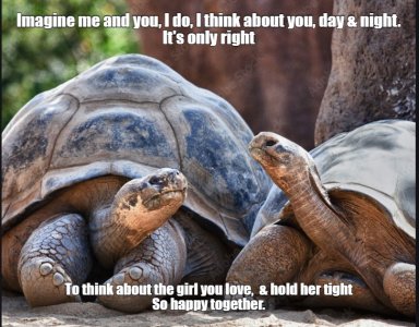 turtles.jpg