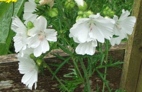 whiteflower.jpg