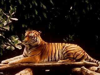 Tiger4.jpg