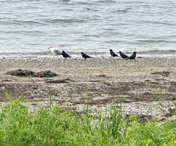 IMG_7564.jpeg