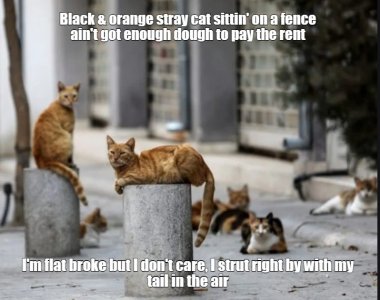 stray cats.jpg