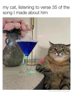 cat song cattitude.jpg