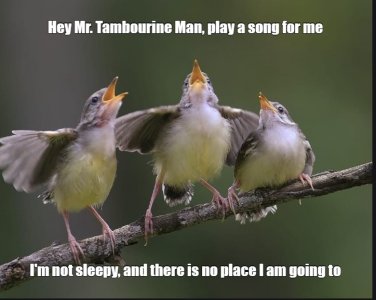 byrds.jpg