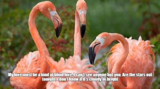 flamingoes.jpg