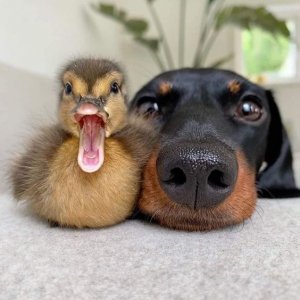 animal.jpg