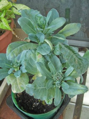 broccoli.jpg