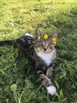 dandelion cat.jpg
