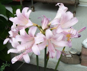 lillies 8-2-24.jpg