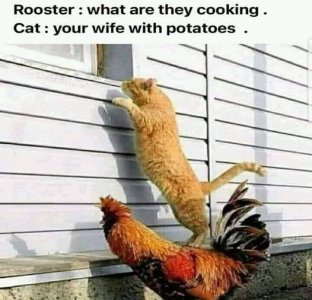 rooster joke.jpg