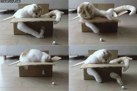 catplayinginbox.gif