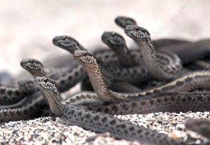 snakes.jpg