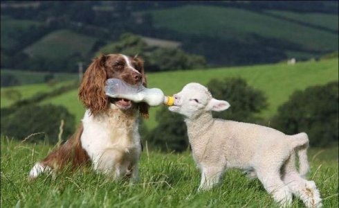 dogfeedinglamb.jpg