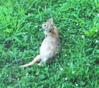 bunny 8-4-24.jpg bunny 8-4-24.jpg