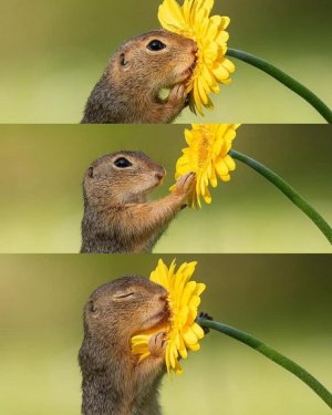 dandelion.jpg