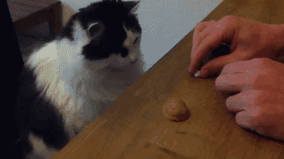 smartcat.gif