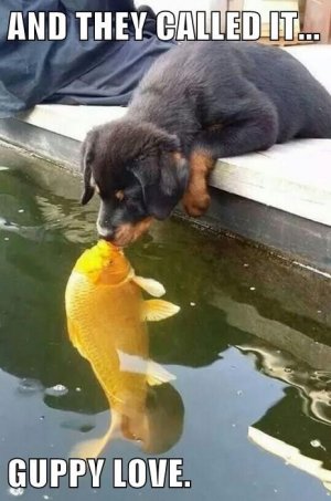 puppyandfish.jpg