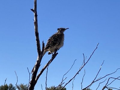 IMG_2730.jpeg