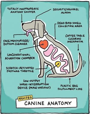 canine.jpg