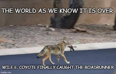 wile e.jpg