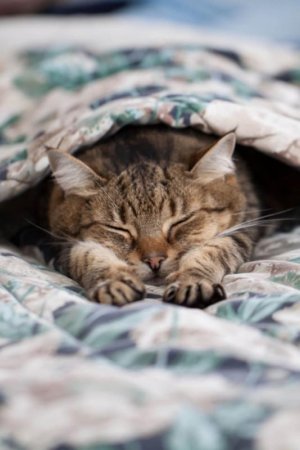 cattitude bed.jpg