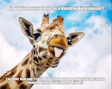 giraffe.jpg