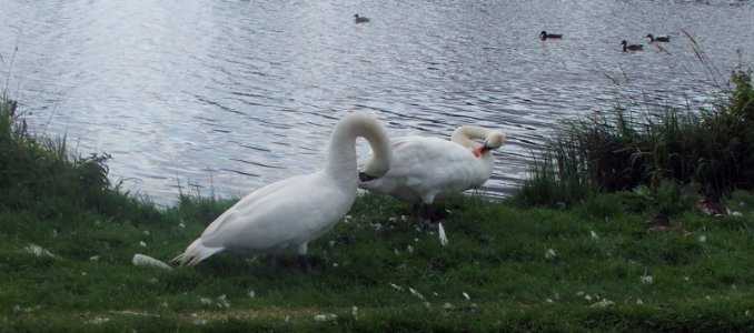 pitfour3.jpg