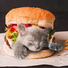 cat food.jpg