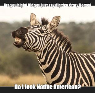 zebra.jpg