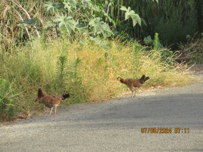 IMG_4689.JPG