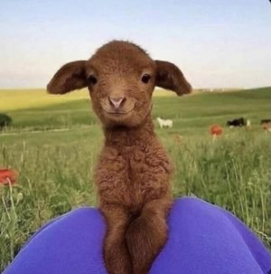 goat.jpg