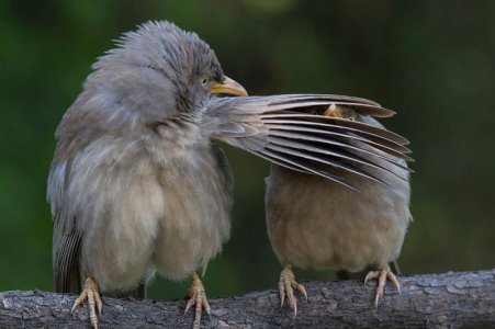 animal.jpg