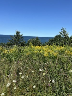 IMG_5460.jpeg IMG_5460.jpeg