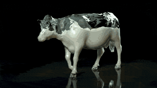 cow-milk-splash.gif