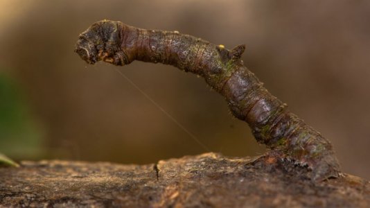 camo_feat-caterpiller.jpg