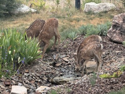 4 fawns.jpg