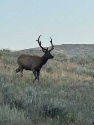 Backyard bull.jpg