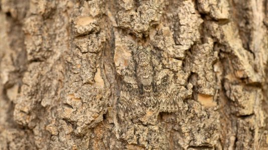 invisible moth.jpg