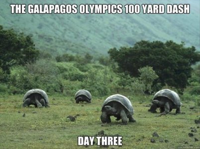turtle100yarddash.jpg